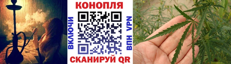 Конопля сатива  Каменка 